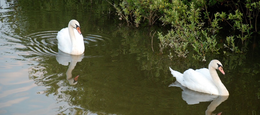 Тваринний (живий) куточок